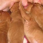 Shandy's second litter of pups