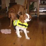 Tug on Elvis' life vest... Elvis not happy!