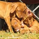 First litter pups